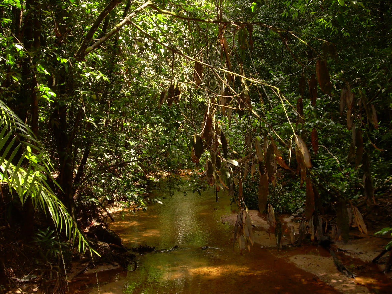 Шри ланка лес. Лес Синхараджа Шри-Ланка. Синхараджа парк Шри Ланка. Лесной заповедник Синхараджа Шри Ланка. Дождевой лес Синхараджа.