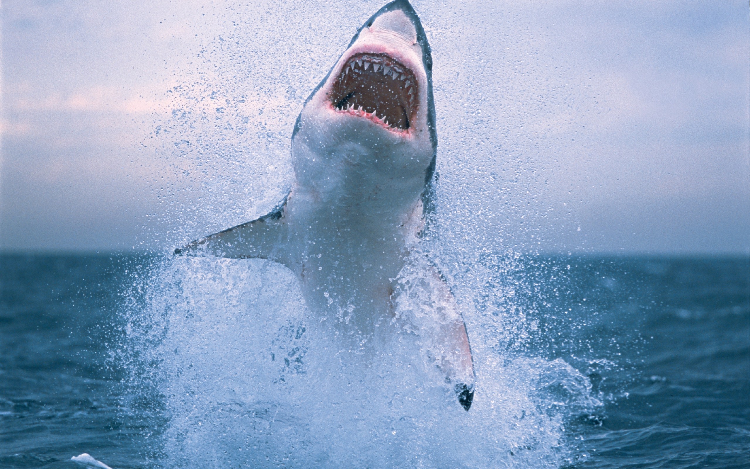 great-white-shark-jumping-wallpaper-4.jpg